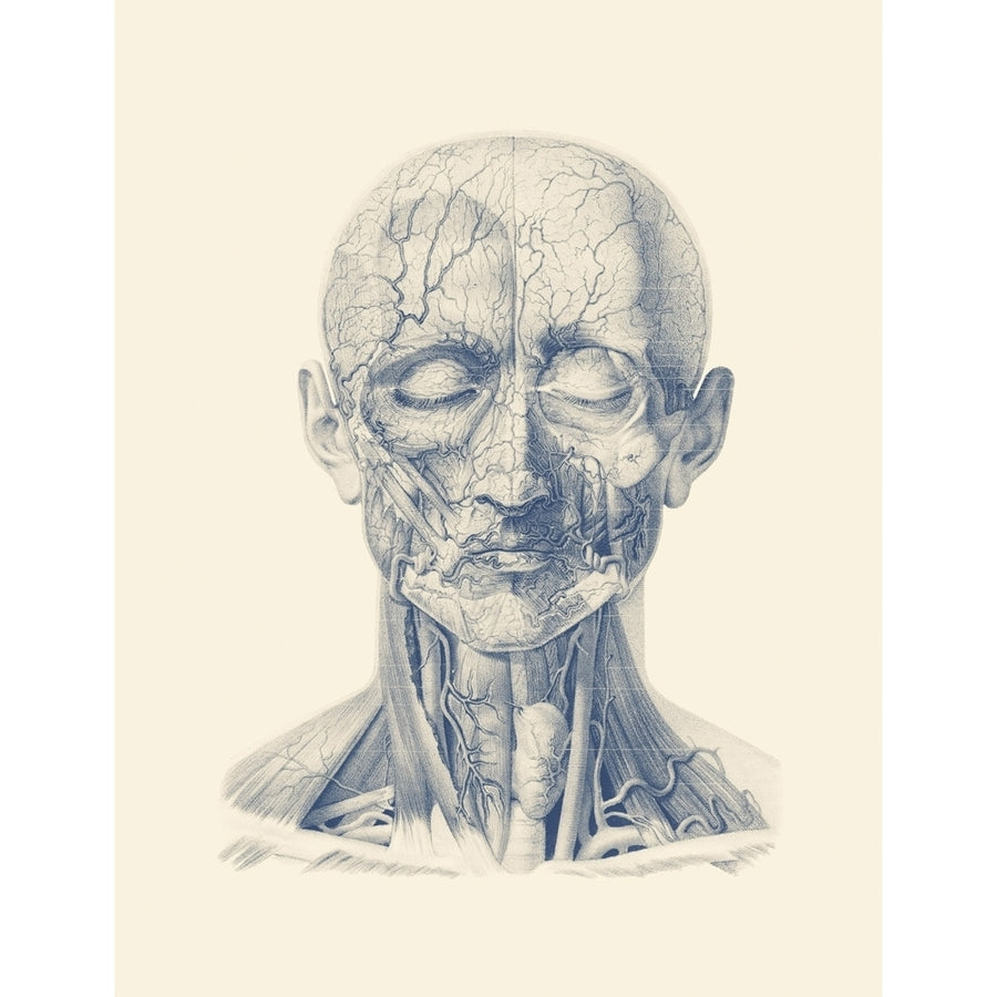 Vintage anatomy print showing the veins and arteries in the human face and scalp. Poster Print by John Parrot/Stocktrek Image 1