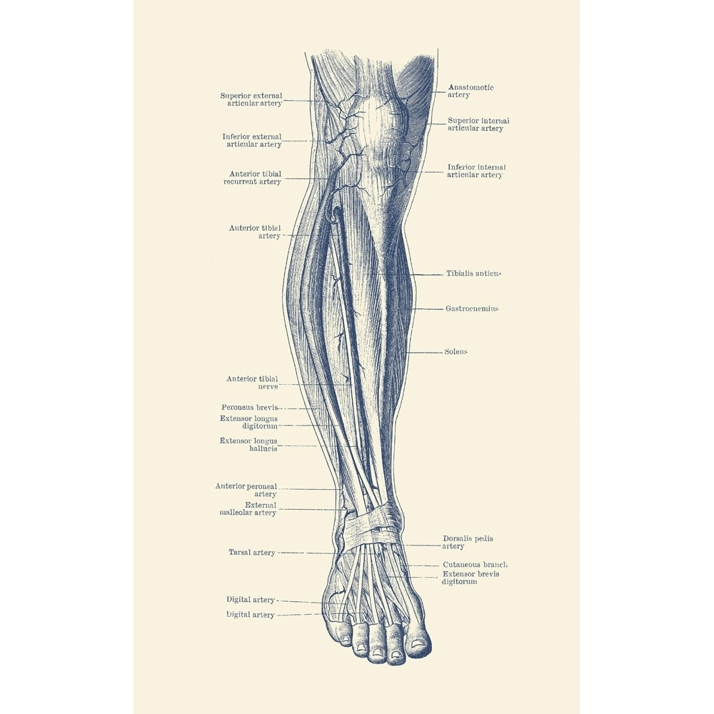 Vintage anatomy print of the human leg showcasing the veins and arteries. Poster Print by John Parrot/Stocktrek Images Image 1