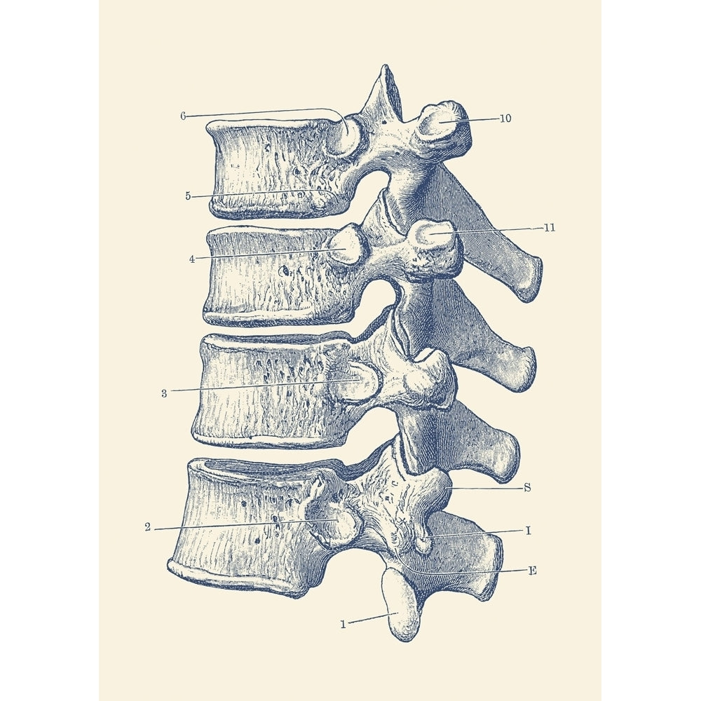 Vintage anatomy print of the human spine showcasing four vertebrae. Poster Print by John Parrot/Stocktrek Images Image 1