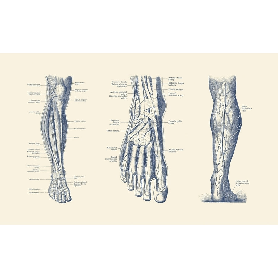 A multi view of the human leg and foot showcasing the veins tendons and arteries. Poster Print by John Parrot/Stocktre Image 1