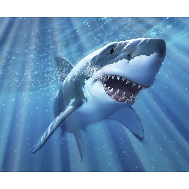 A Great White Shark with sunrays just below the surface Poster Print Image 1