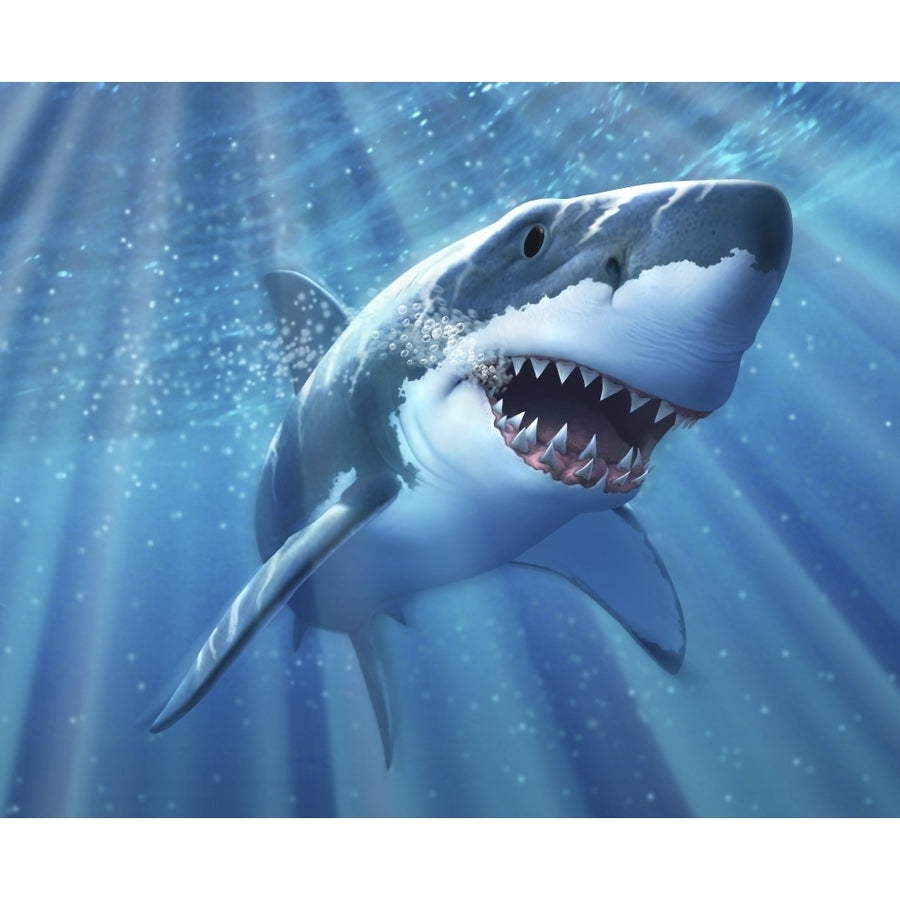 A Great White Shark with sunrays just below the surface Poster Print Image 1