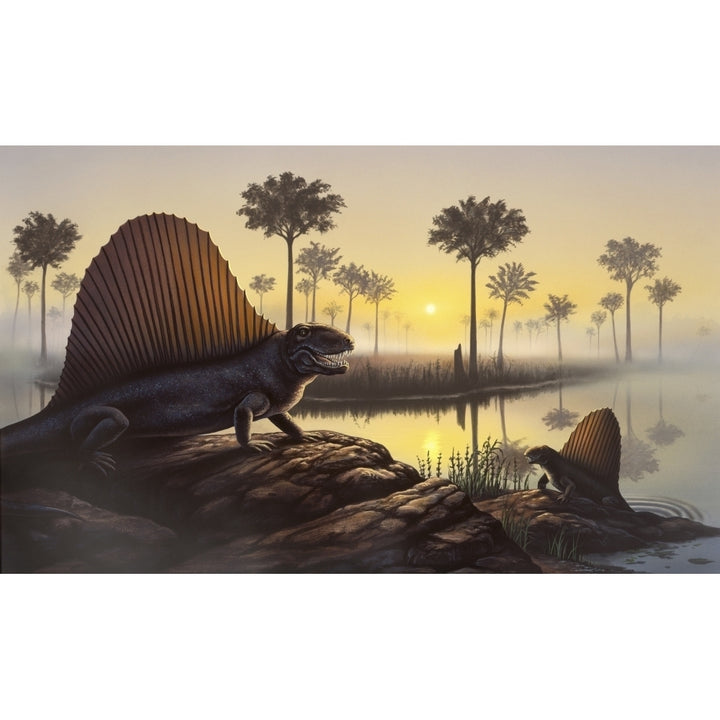 The sailed-back Dimetrodon sunbathes in a primordial swamp Poster Print Image 1