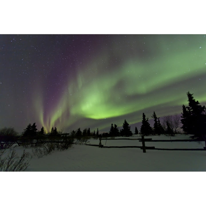 Aurora borealis over trees Yukon Canada Poster Print Image 2