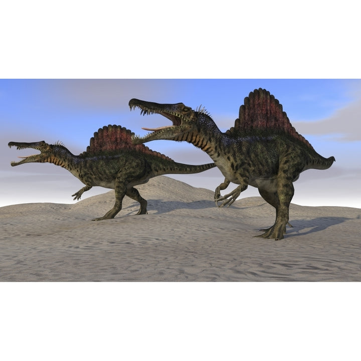 Two Spinosaurus dinosaurs hunting on desert terrain Poster Print Image 1