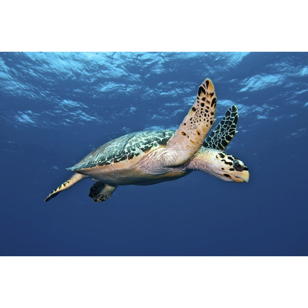 Hawksbill Sea Turtle in mid-water in the Caribbean Sea Poster Print Image 2