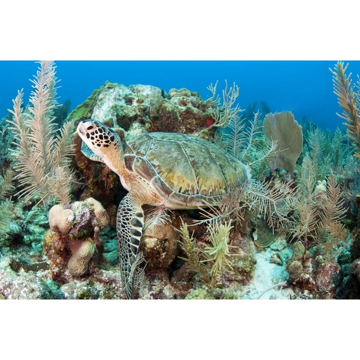 Green sea turtle on Caribbean reef Poster Print Image 1