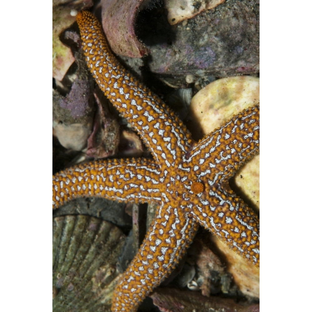 Starfish lying on sea floor amid shells in Atlantic Ocean Poster Print Image 1