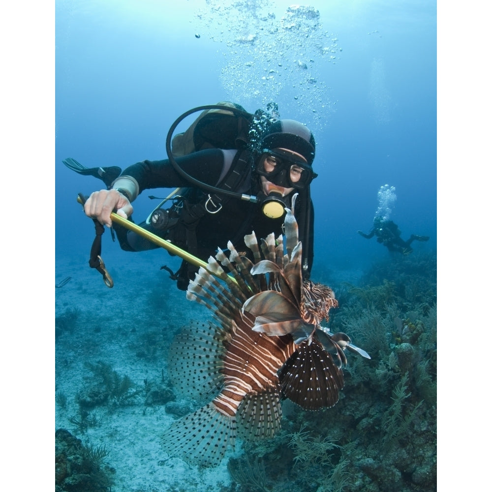 Diver spears an invasive Indo-Pacific Lionfish in the Caribbean Sea Poster Print Image 1