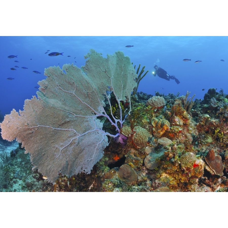 A large purple sea fan on Caribbean reef Poster Print Image 1