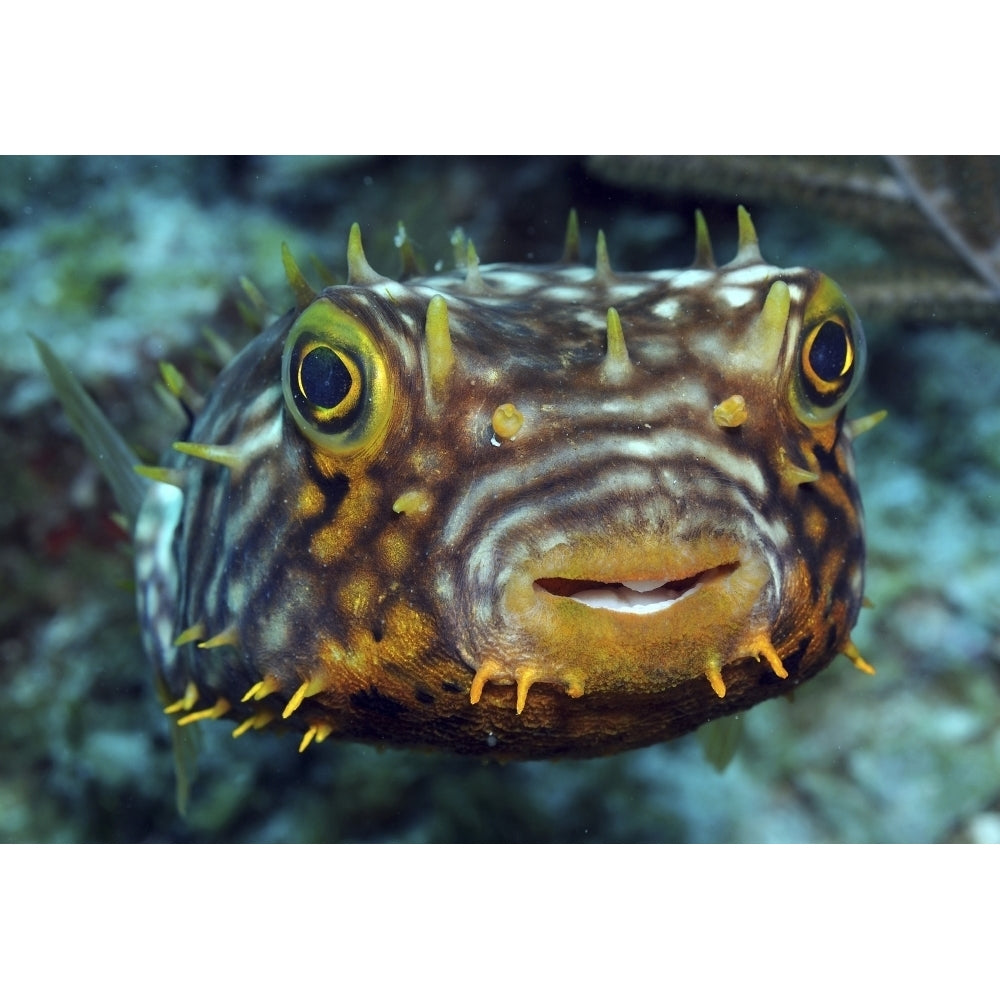 Striped Burrfish on caribbean reef Poster Print Image 2