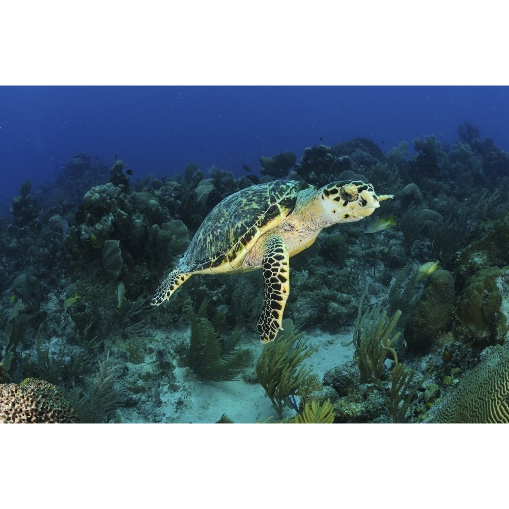 Hawksbill turtle on caribbean reef Poster Print Image 1