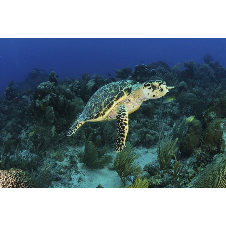 Hawksbill turtle on caribbean reef Poster Print Image 2