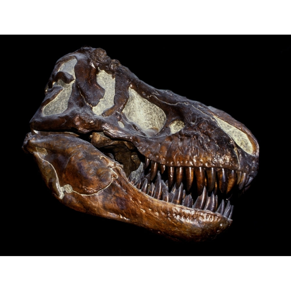 A genuine fossilized skull of a T. Rex Poster Print Image 1