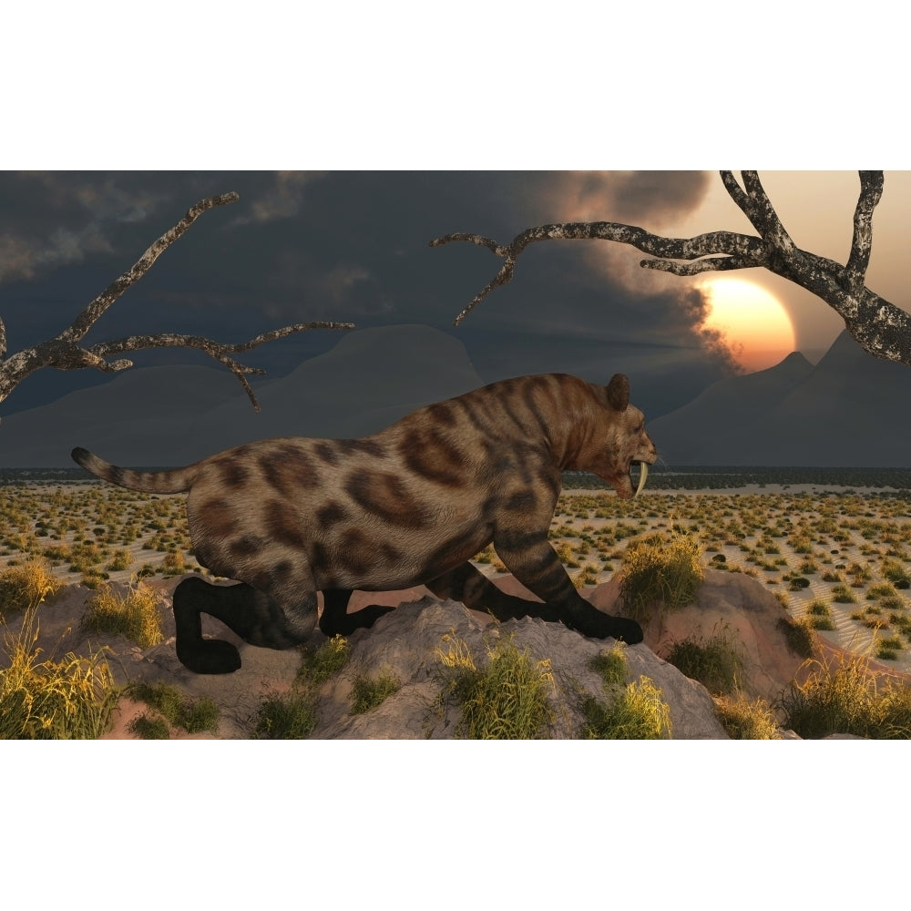 A lone Sabre Tooth Tiger observes the landscape for its next meal Poster Print Image 1