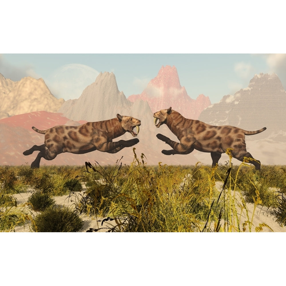 A pair of Sabre Tooth Tigers in a fight over territory Poster Print Image 2