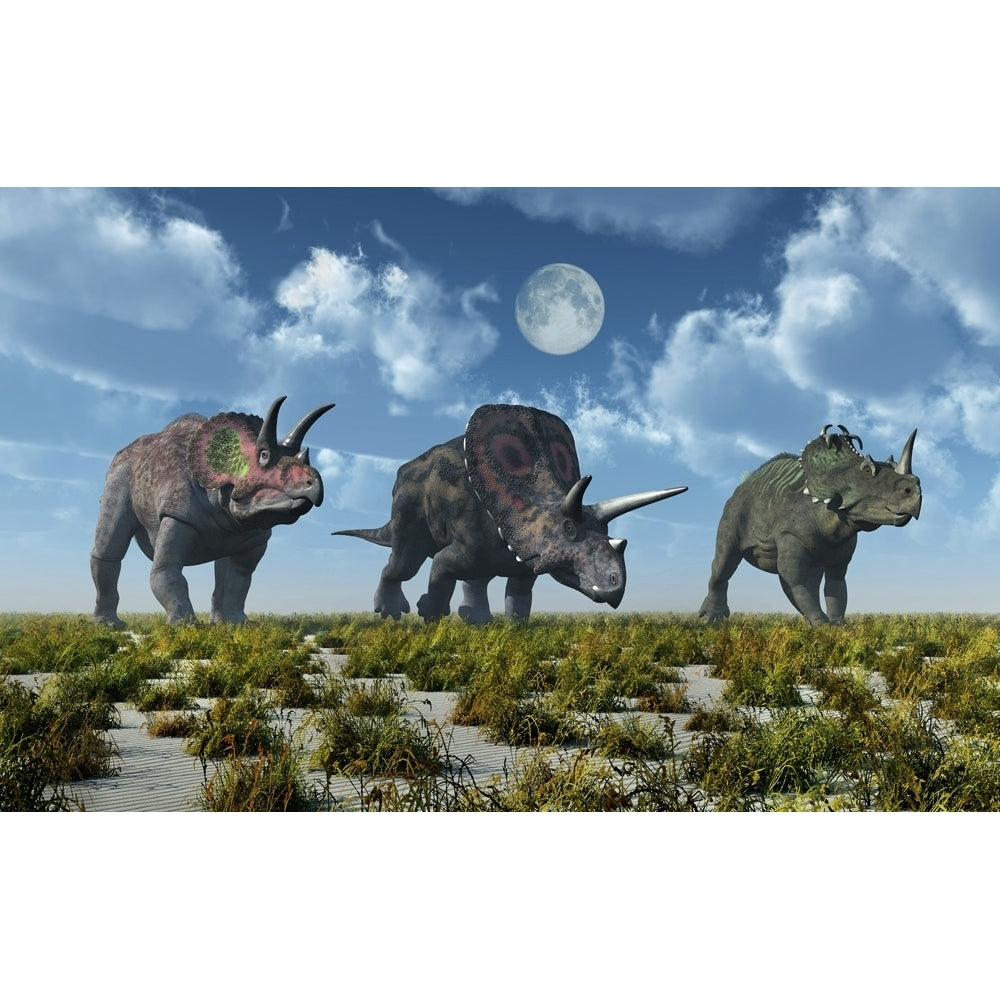 A Triceratops Torosaurus and Centrosaurus dinosaur. Poster Print by Mark Stevenson/Stocktrek Images Image 1