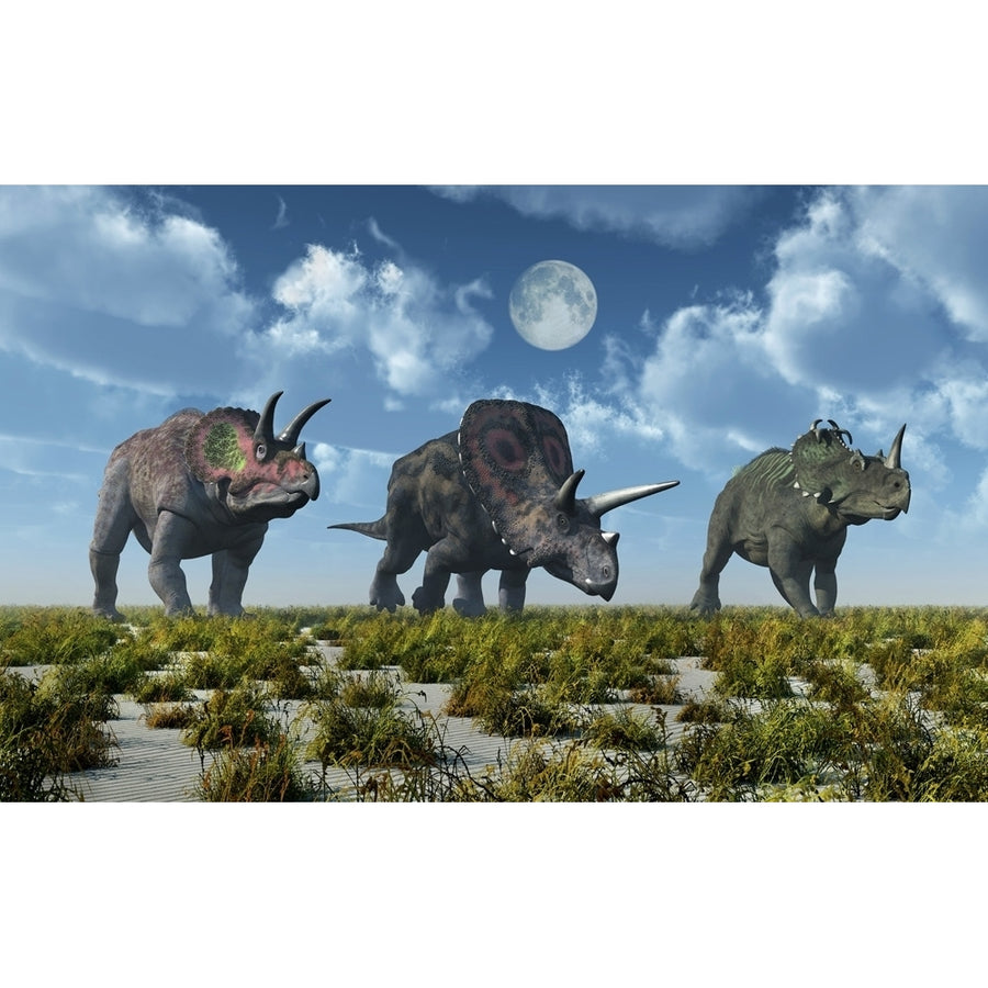 A Triceratops Torosaurus and Centrosaurus dinosaur. Poster Print by Mark Stevenson/Stocktrek Images Image 1