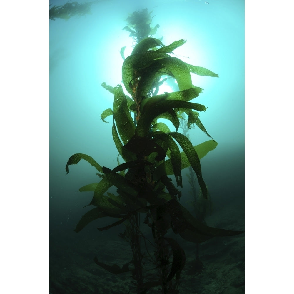 Kelp forest Todos Santos Island Mexico. Poster Print by Morten Beier/Stocktrek Images Image 1