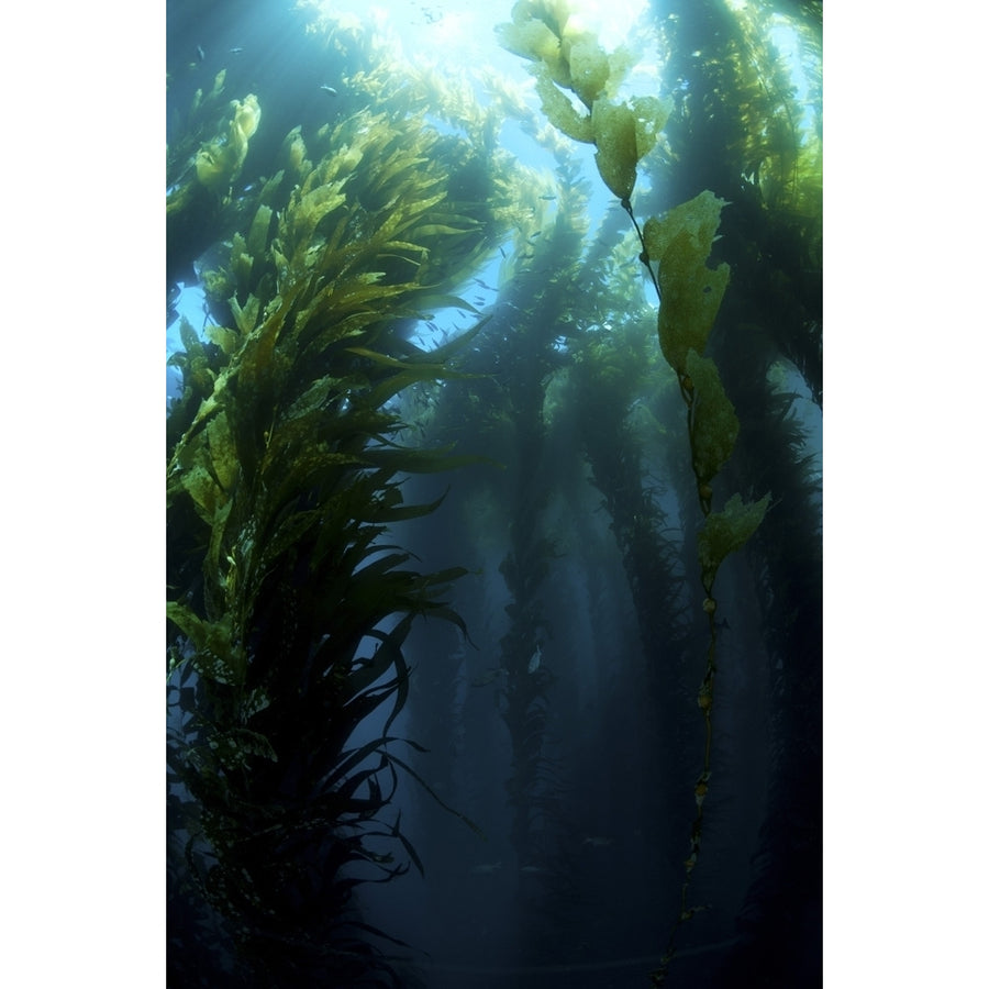 Kelp forest Pyramid Rock San Benitos Mexico. Poster Print by Morten Beier/Stocktrek Images Image 1