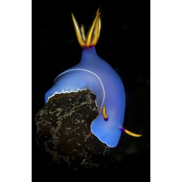 Blue hypselodoris bulockii sea slug nudibranch Poster Print Image 2