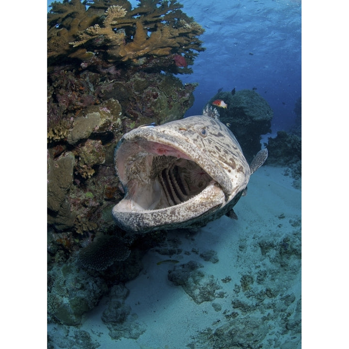 Giant Grouper Great Barrier Reef Queensland Australia Poster Print Image 1