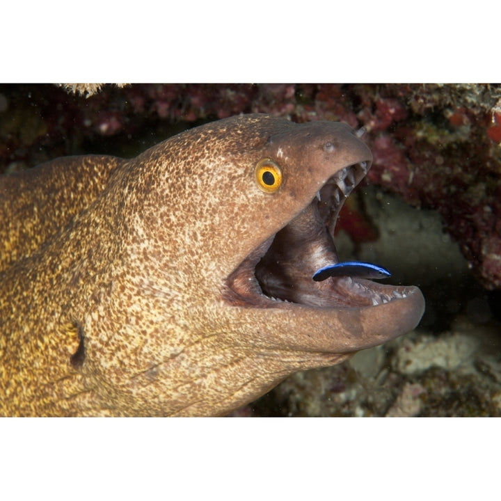 Giant moray eel and cleaner wrasse Maldives Poster Print Image 1