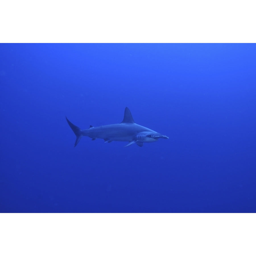 Hammerhead shark Christmas Island Australia Poster Print Image 1