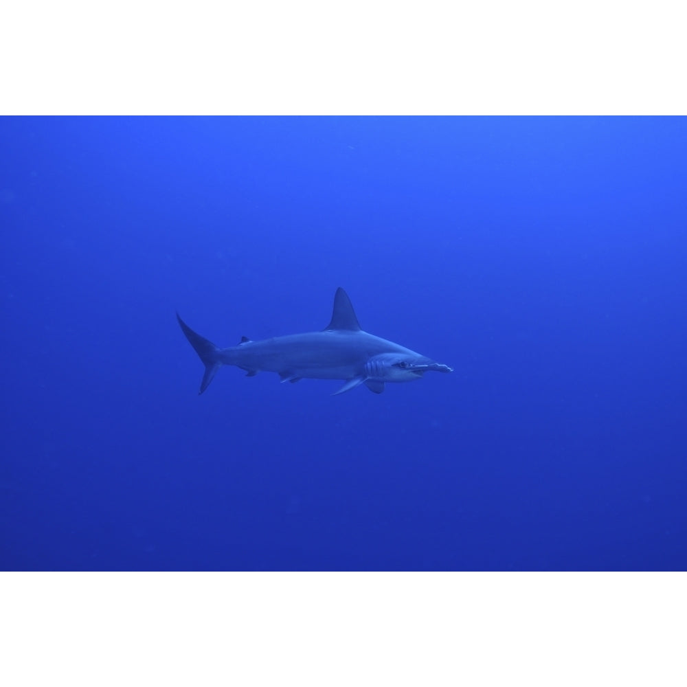 Hammerhead shark Christmas Island Australia Poster Print Image 2