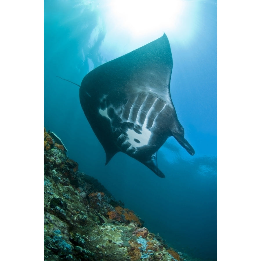 Manta Ray Komodo Indonesia Poster Print Image 1