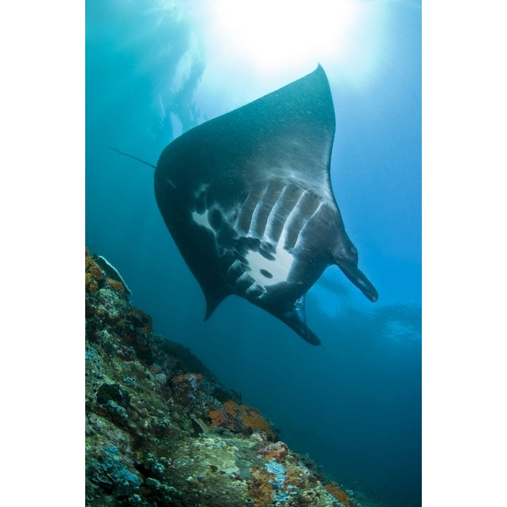 Manta Ray Komodo Indonesia Poster Print Image 2