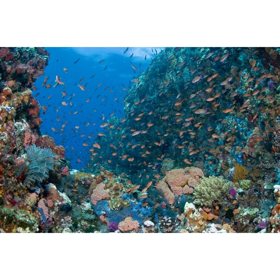 Reef scene with corals and fish Komodo Indonesia Poster Print Image 1