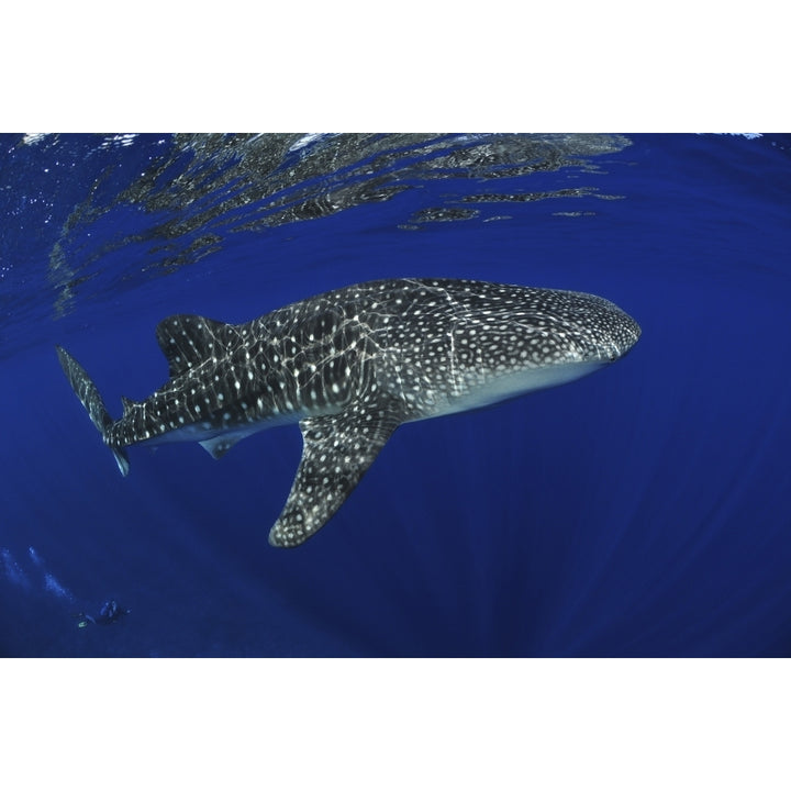 Whale shark reflected on surface Christmas Island Australia Poster Print Image 1