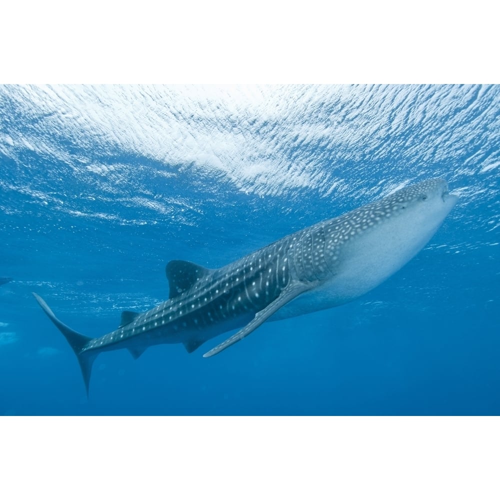 Whale shark Ari and Male Atoll Maldives Poster Print Image 1