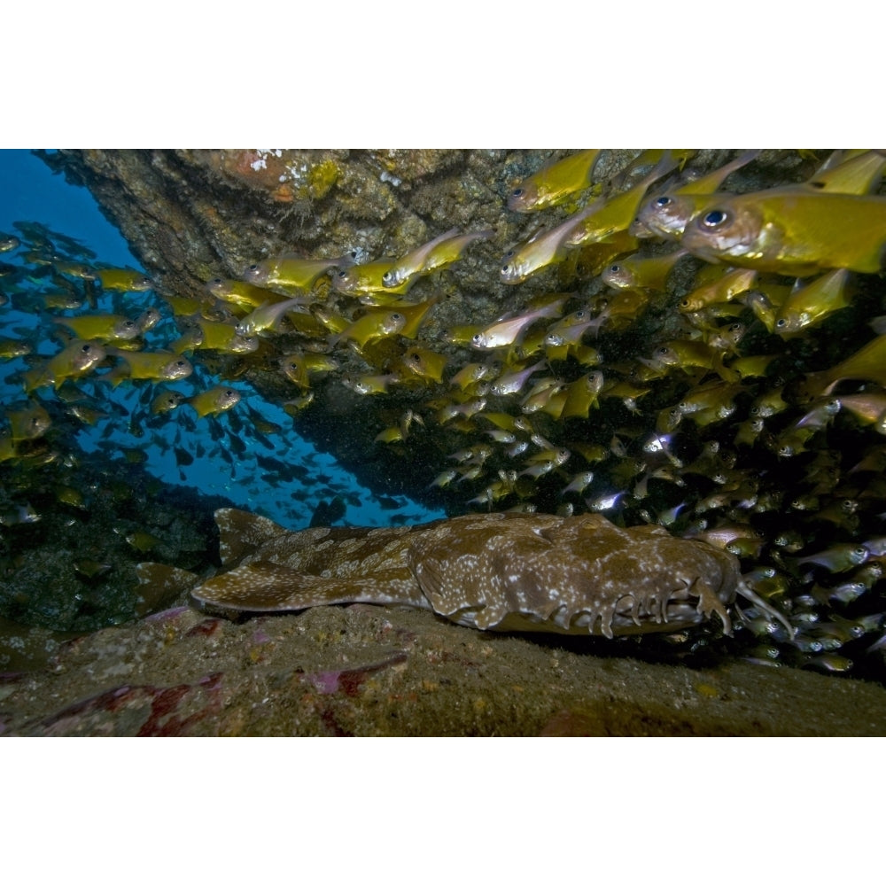 Wobbegong shark and cardinalfish Byron Bay Australia Poster Print Image 1