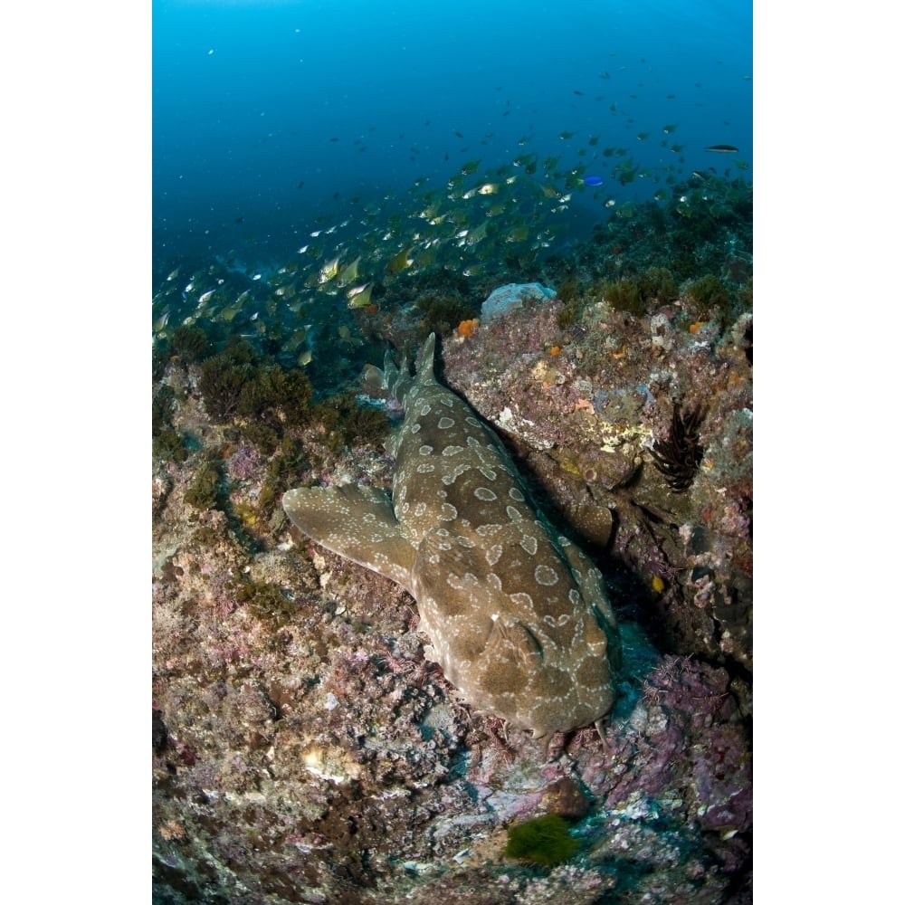 Wobbegong shark and cardinalfish Byron Bay Australia Poster Print Image 1