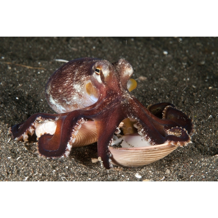 Coconut octopus carrying a clam shell North Sulawesi Poster Print Image 2