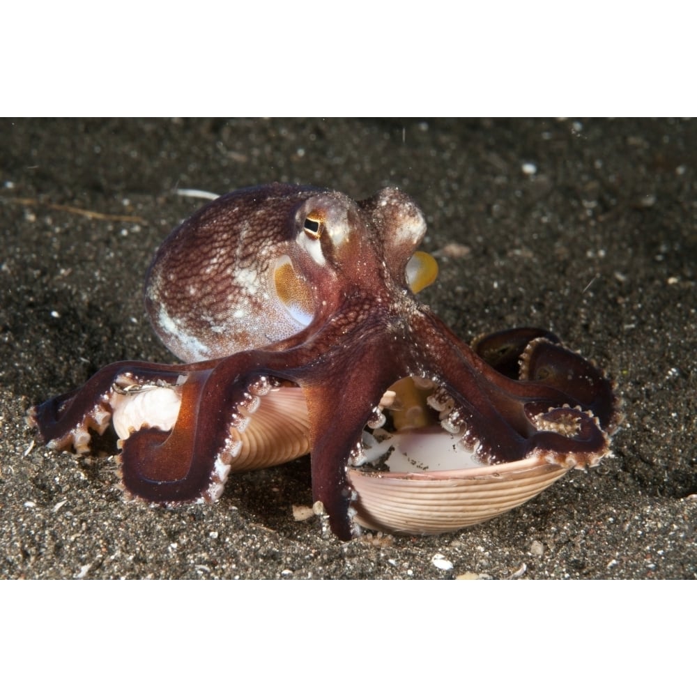 Coconut octopus carrying a clam shell North Sulawesi Poster Print Image 1