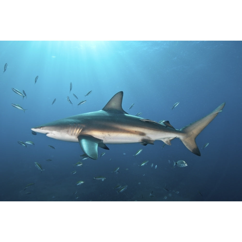 Oceanic blacktip shark with remora in the waters of Aliwal Shoal South Africa Poster Print Image 1