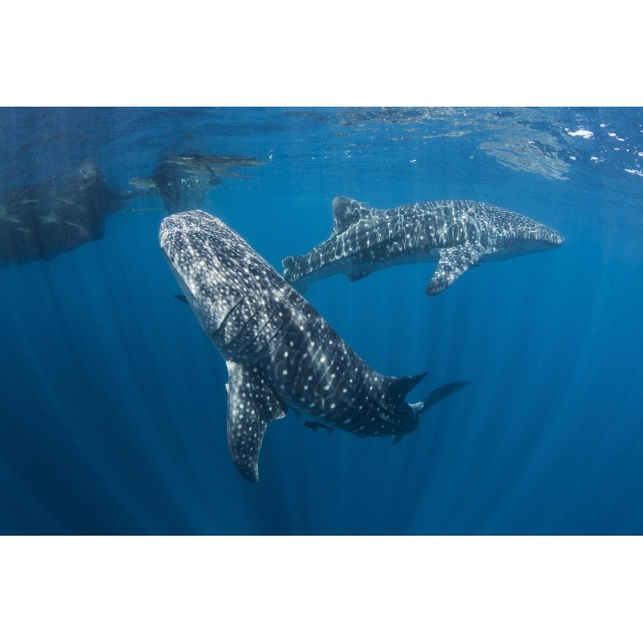 Pair of whale sharks swimming around near the surface Poster Print Image 1