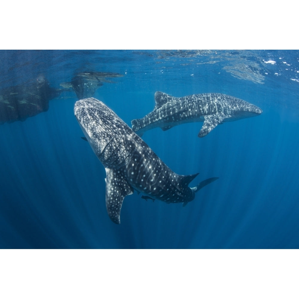 Pair of whale sharks swimming around near the surface Poster Print Image 2