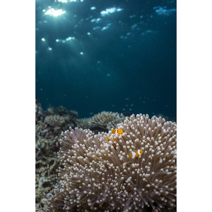 Rays from the setting sun shining on an anemone with a pair of clownfish Poster Print Image 1