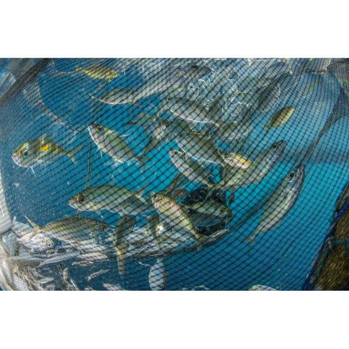 Fishing net with silvery and golden fish inside Poster Print Image 2