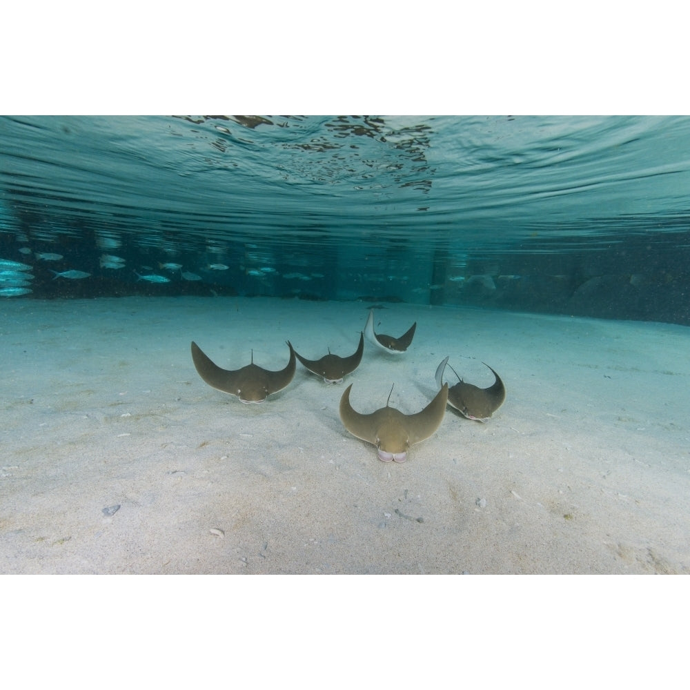 School of cownose ray in formation over white sandy bottom Poster Print Image 2