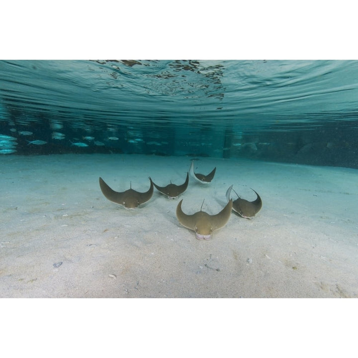 School of cownose ray in formation over white sandy bottom Poster Print Image 1