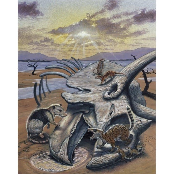 Triceratops skull with early mammals Poster Print Image 1