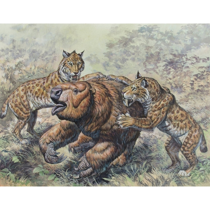 Smilodon dirk-toothed cats attacking a Glossotherium Poster Print Image 1