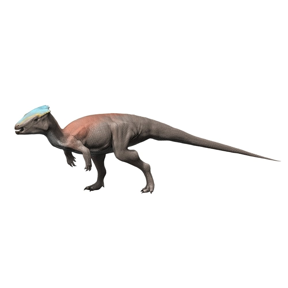 Homalocephale is a pachycephalosaur from the Late Cretaceous Poster Print Image 1