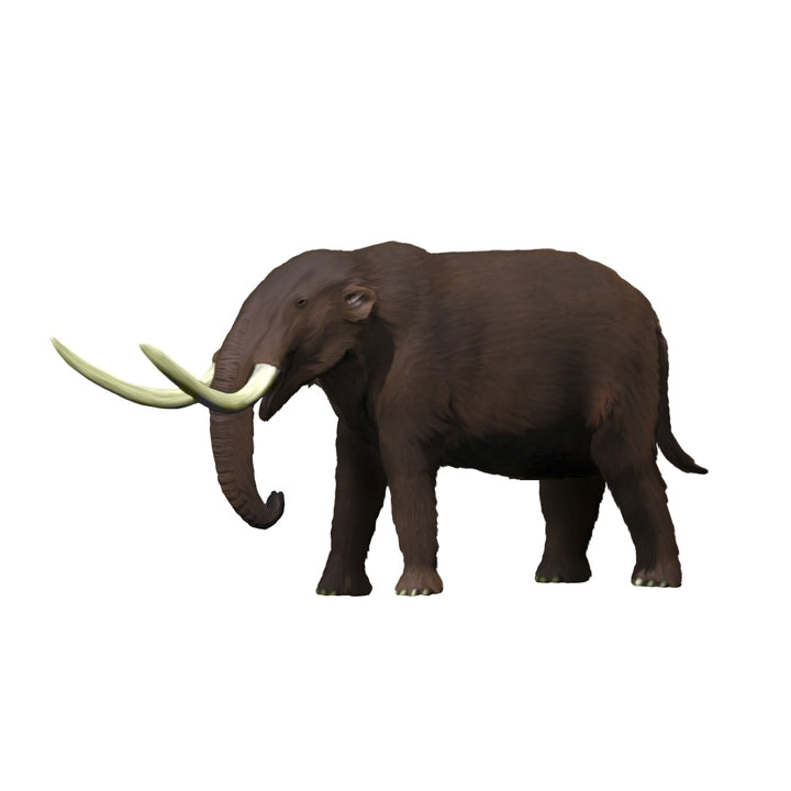 American mastodon from the Pleistocene epoch Poster Print Image 1