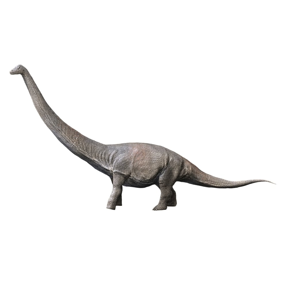 Dreadnoughtus is a sauropod dinosaur from the Late Cretaceous period Poster Print Image 2